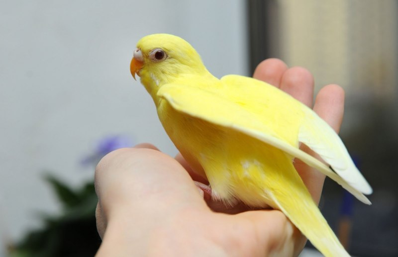 Корелла 4к