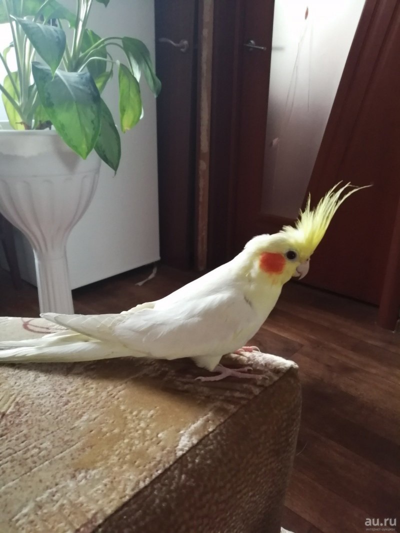 Попугай корелла