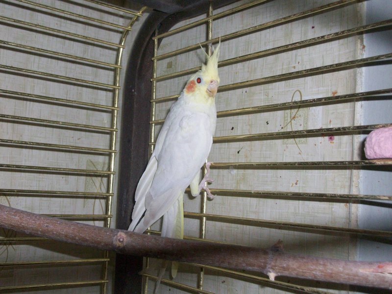 Корелла лютино птенец