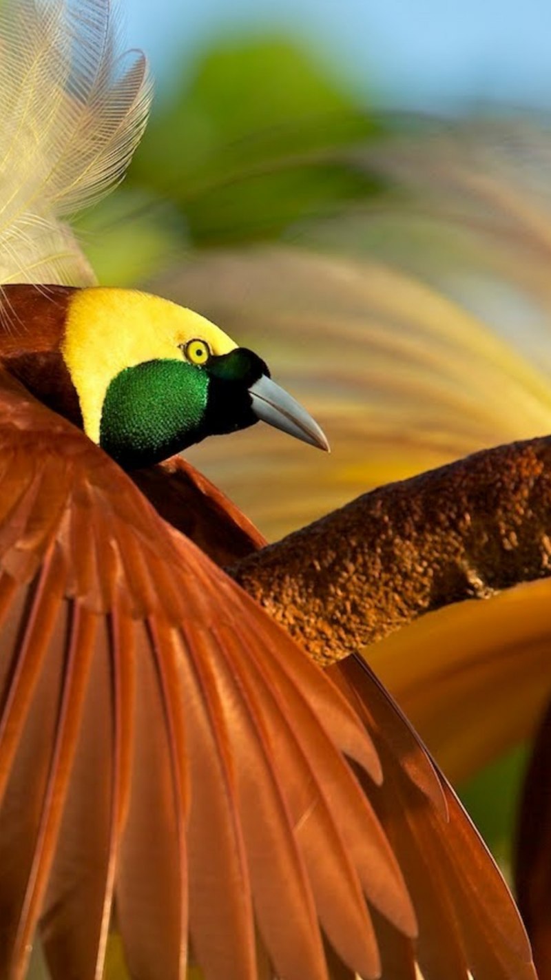 Щитоносная Райская птица (Ptiloris paradiseus)