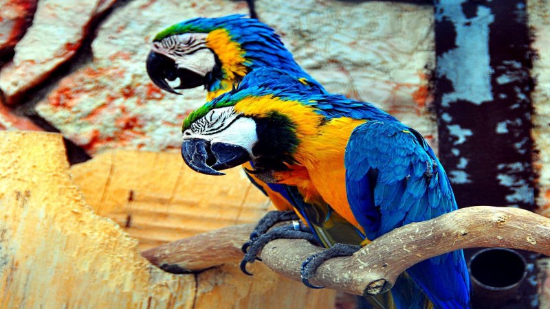 Blue and Gold Macaw