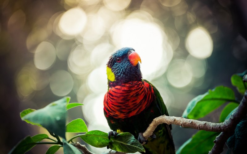 Rainbow Lorikeet