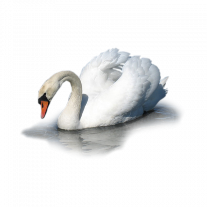Лебеди (птицы)