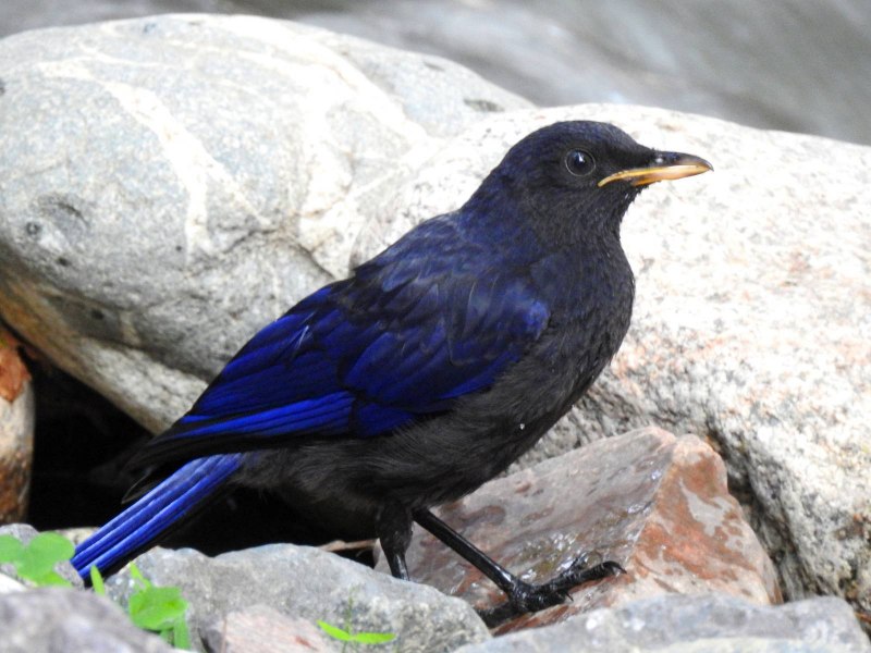 Лиловый Дрозд (Myophonus caeruleus)