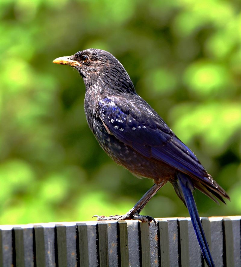 Лиловый Дрозд (Myophonus caeruleus)