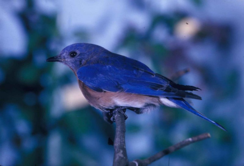 Cyanoptila cyanomelana
