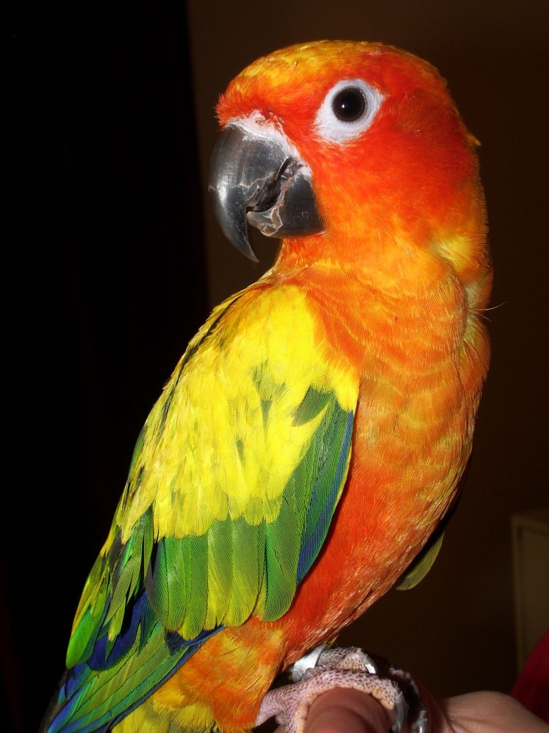 Golden Conure попугай