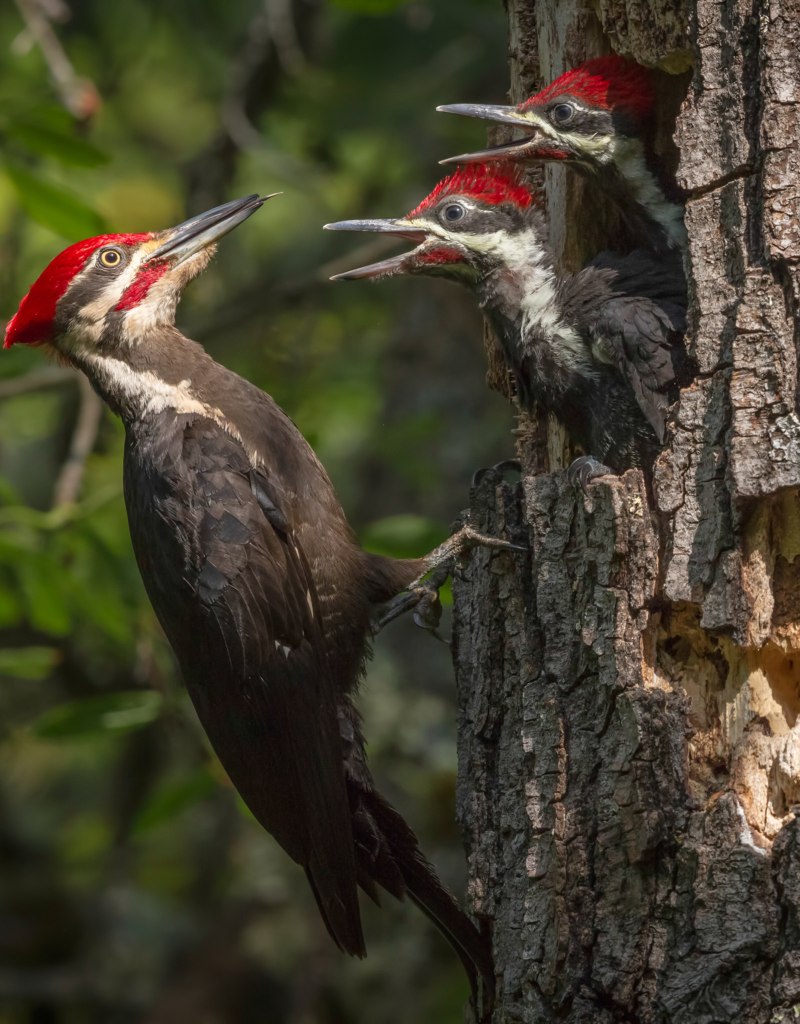 Campephilus Imperialis