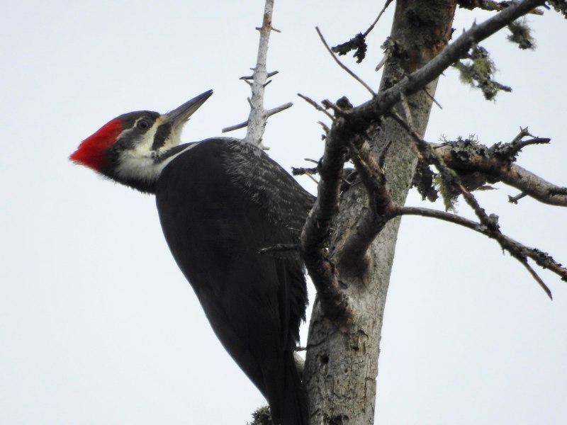 Pileated Woodpecker
