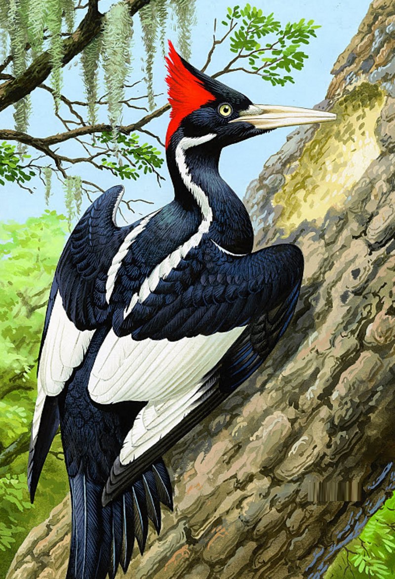 Chrysocolaptes lucidus