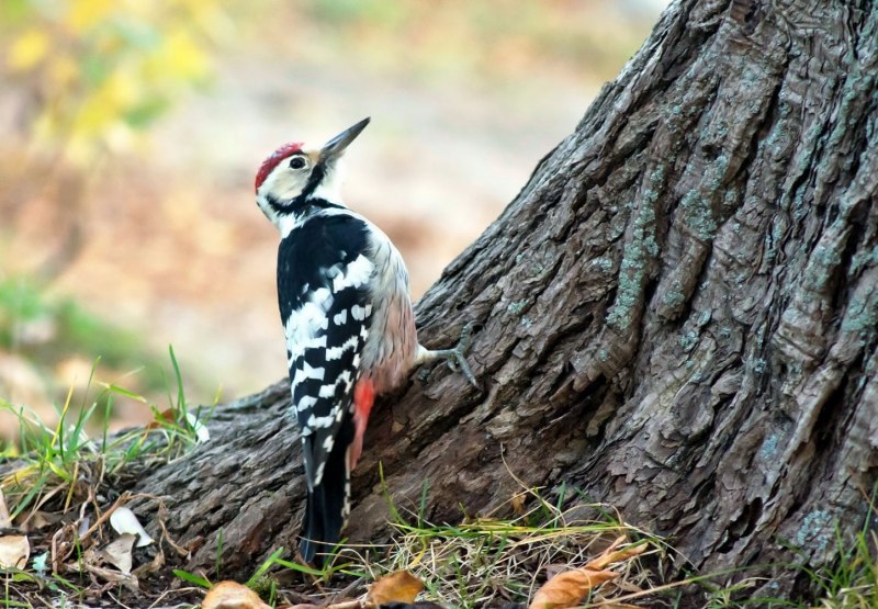 Imperial Woodpecker