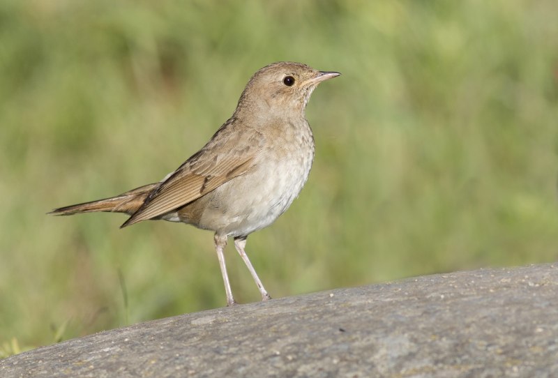 Luscinia megarhynchos