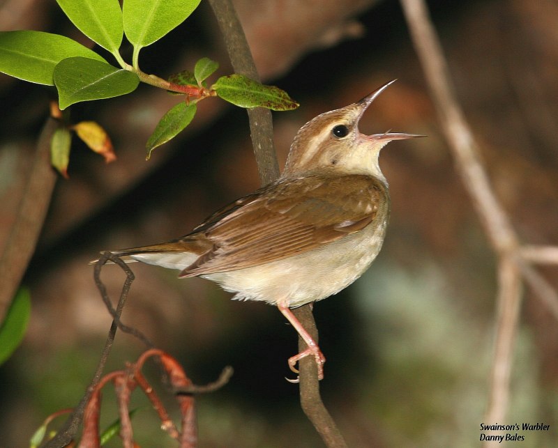 Коричный крючкоклюв (Diglossa baritula)