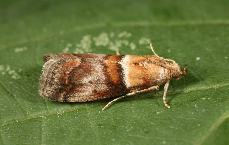 Семейство огневки Pyralididae