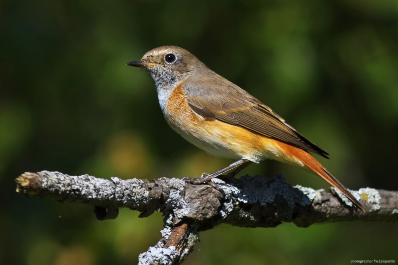 Огневка двупятнистая чертополоховая (phycitodes binaevella)