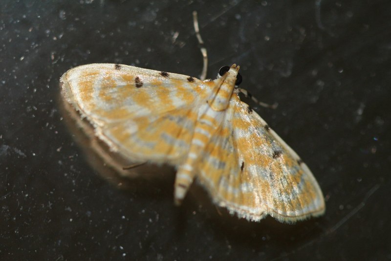 Pyralidae на коллекции