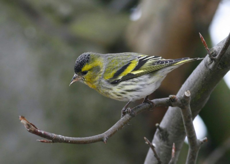 Обыкновенная горихвостка (Phoenicurus Phoenicurus)