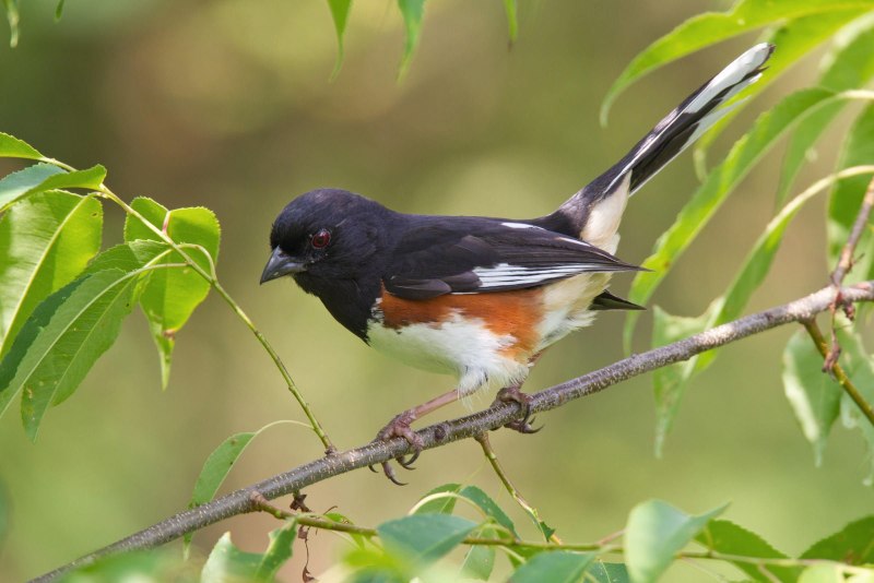 Eastern Towhee птица