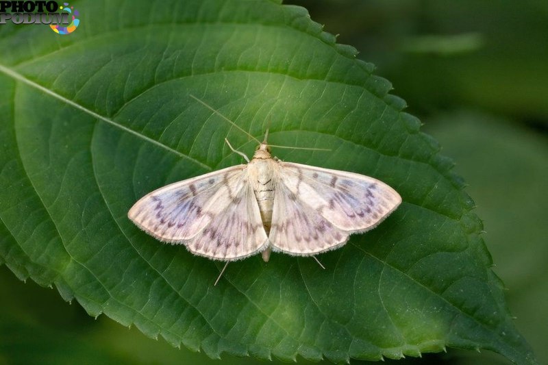 UDEA ferrugalis