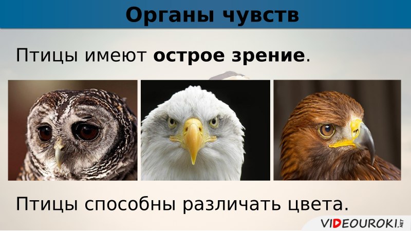 Органы чувств птиц