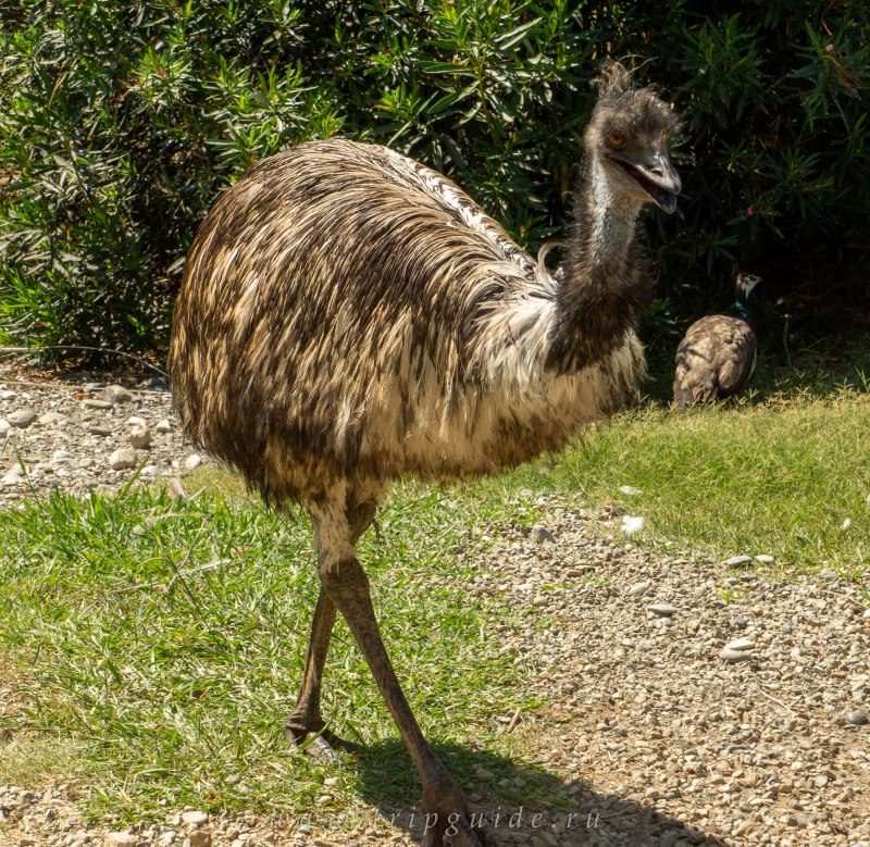 Casuarius casuarius