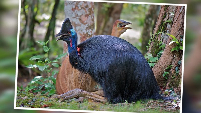 Casuarius casuarius