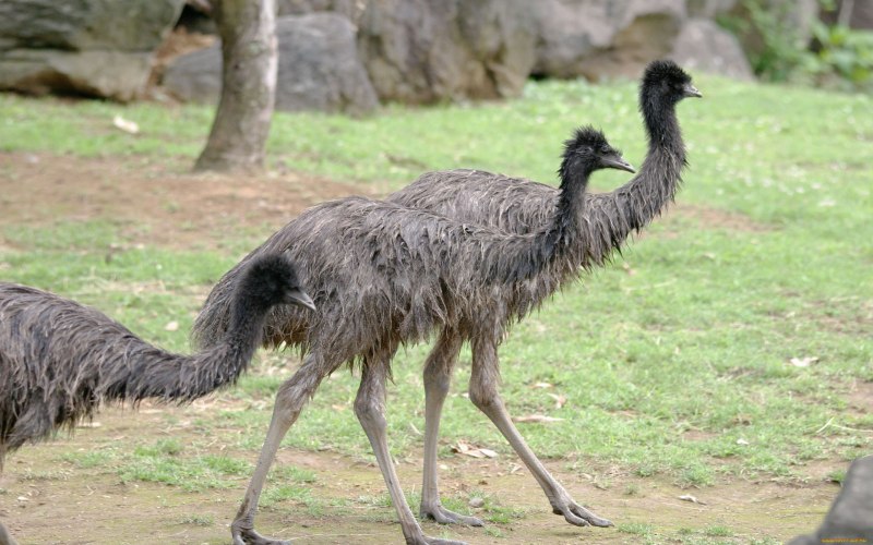 Laufvogel