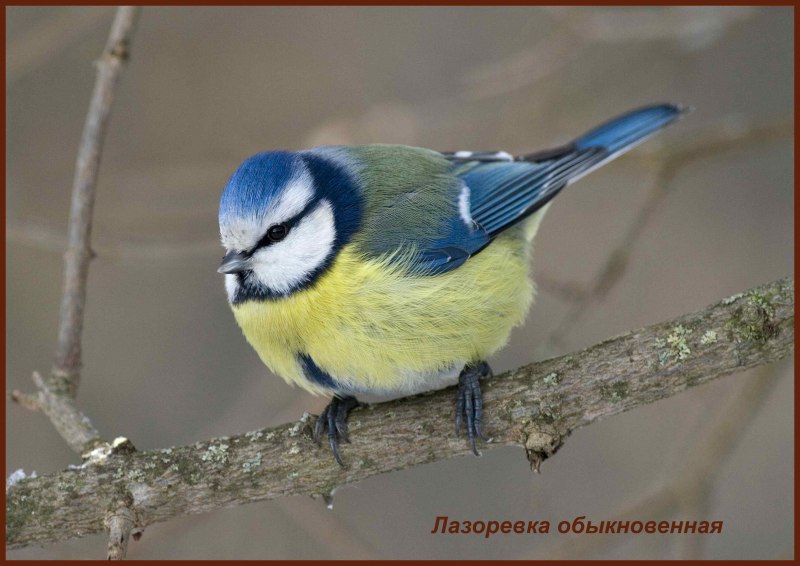 Длиннохвостая неясыть красная книга в Нижегородской области