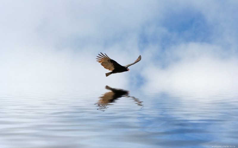 Птиц в полете над водой (56 фото)