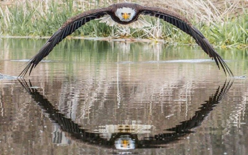 Орел парит над водой