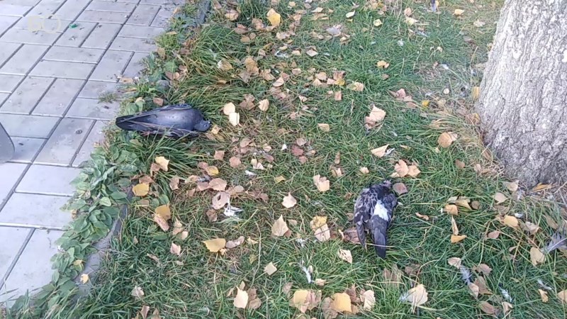 Птица лежит