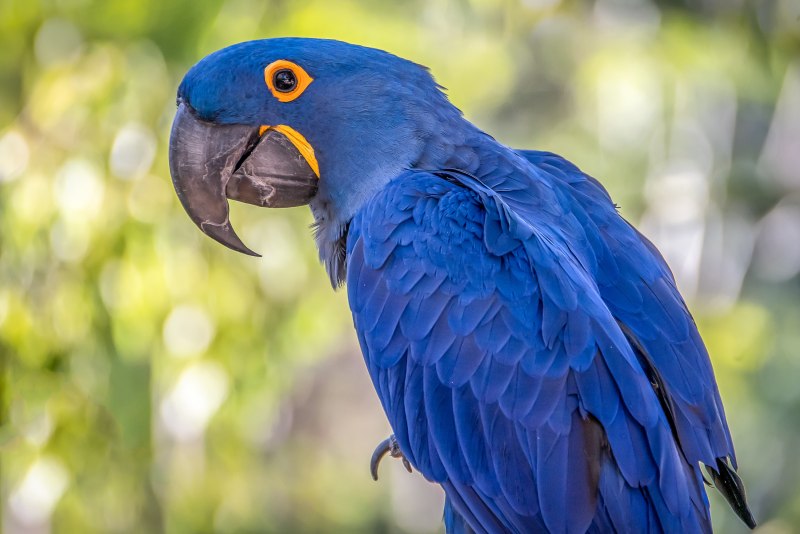 Большой синий попугай (45 фото)