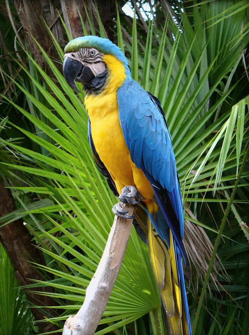 Blue Macaw попугай