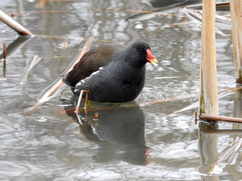 Камышница Gallinula chloropus
