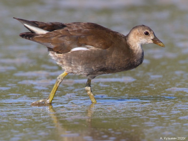 Камышница (Moorhen)