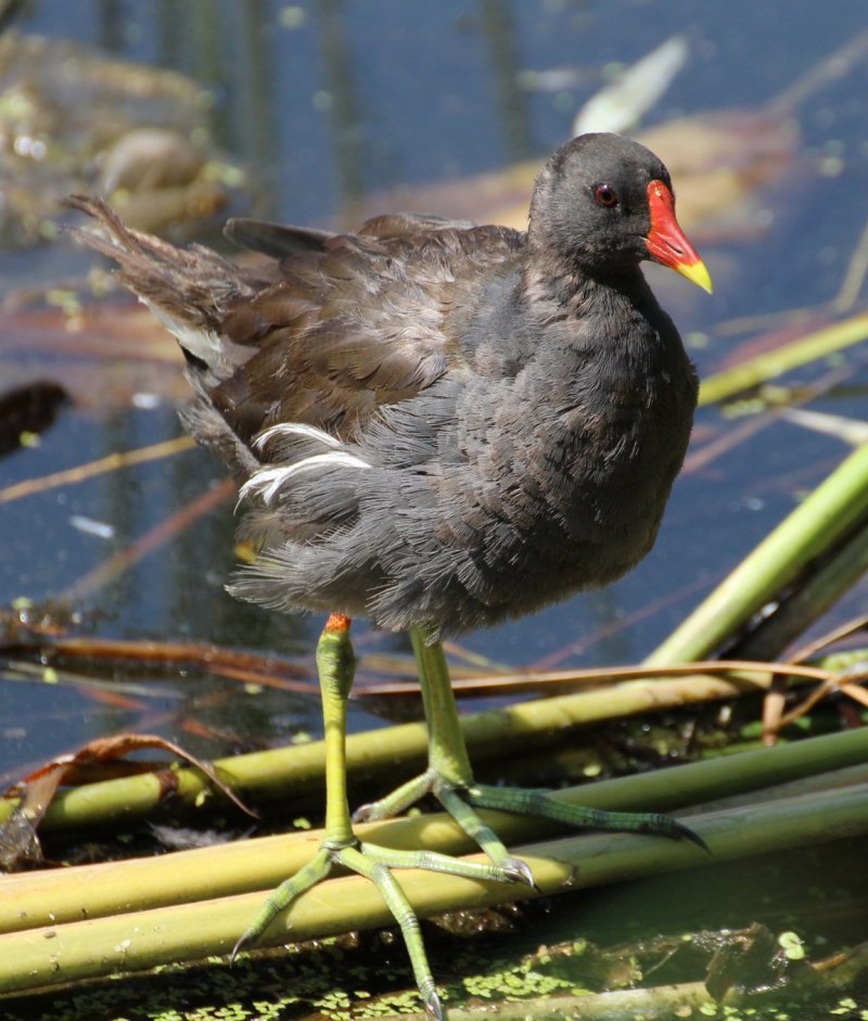 Камышница Gallinula chloropus