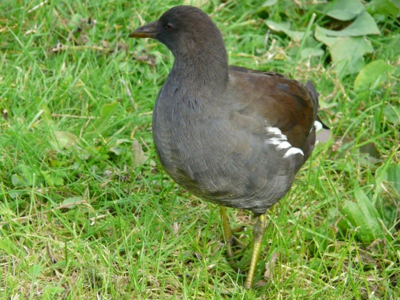 Камышница – Gallinula chloropus (l.)