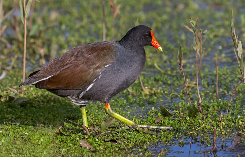 Gallinula chloropus