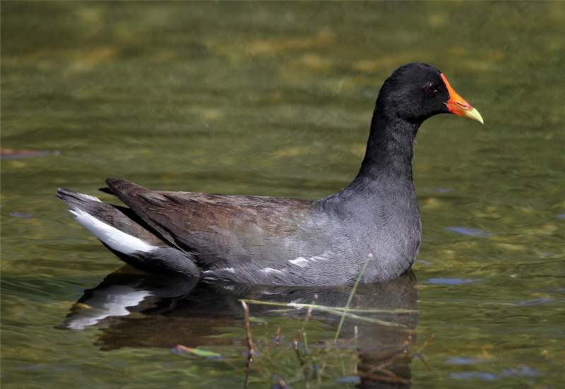 Камышница Gallinula chloropus (Linnaeus, 1758)