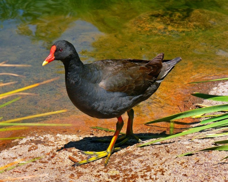 Камышница лапы