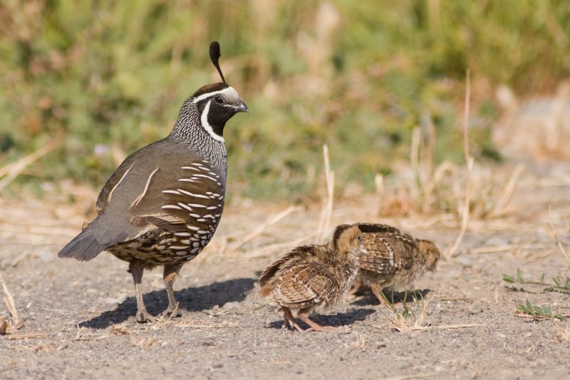 Серая куропатка (Perdix Perdix)