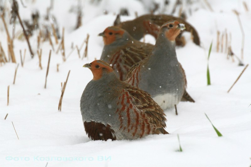 Серая куропатка (Perdix Perdix)