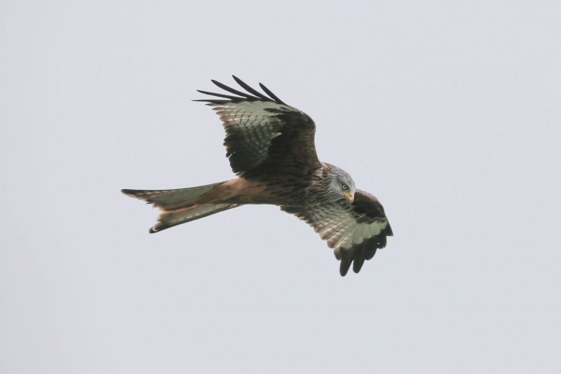 Красный Коршун Milvus Milvus