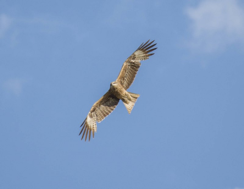 Kite Bird