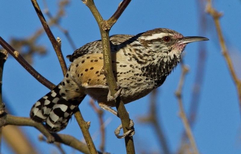 Серая мухоловка (Muscicapa striata)