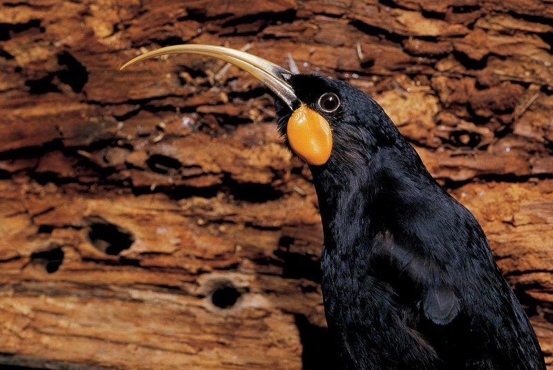 Разноклювая гуйя (Heterolocha acutirostris)