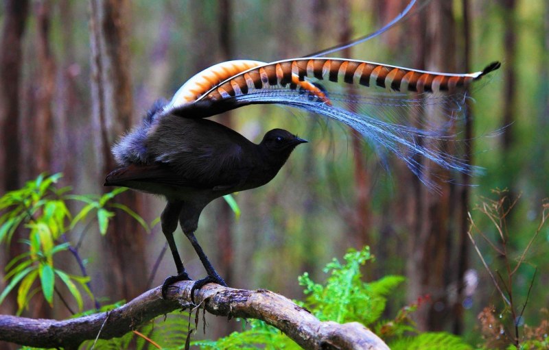 Разноклювая гуйя (Heterolocha acutirostris)
