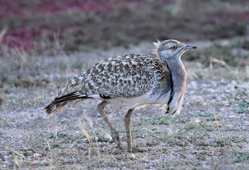 Chlamydotis undulata