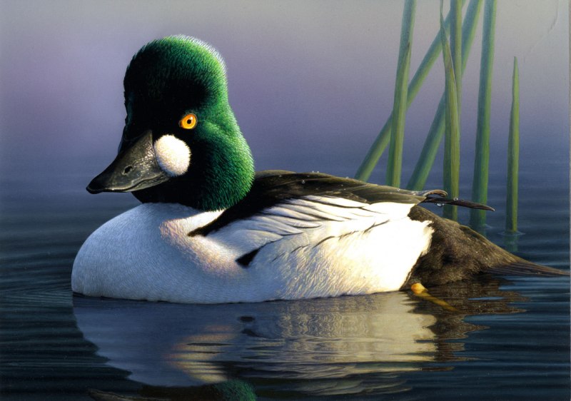 Мандаринка Aix galericulata