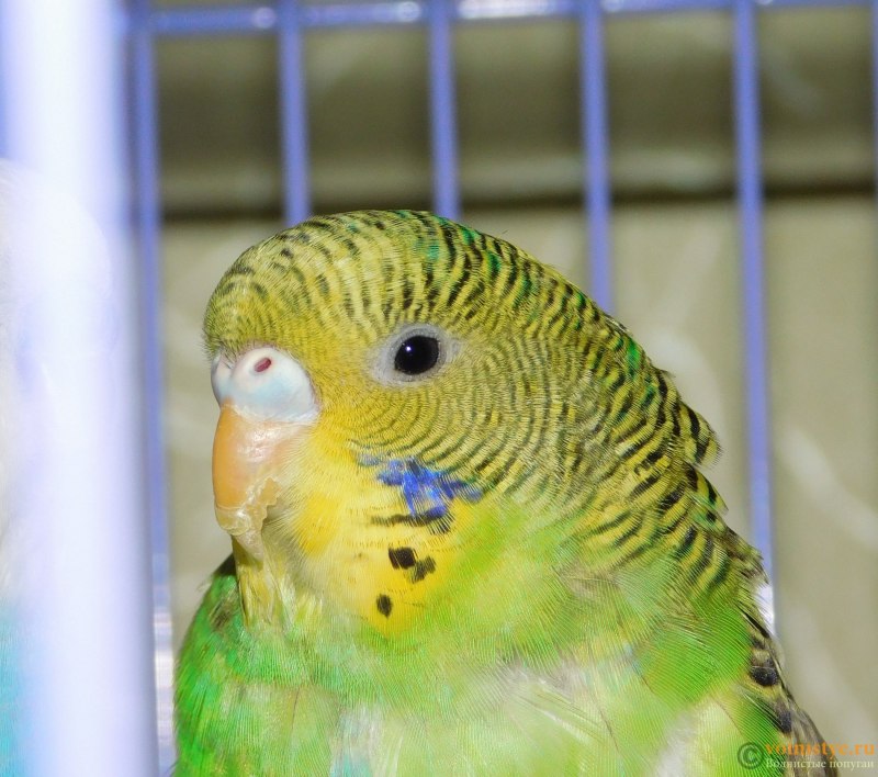 Зеленый волнистый попугай мальчик (54 фото)